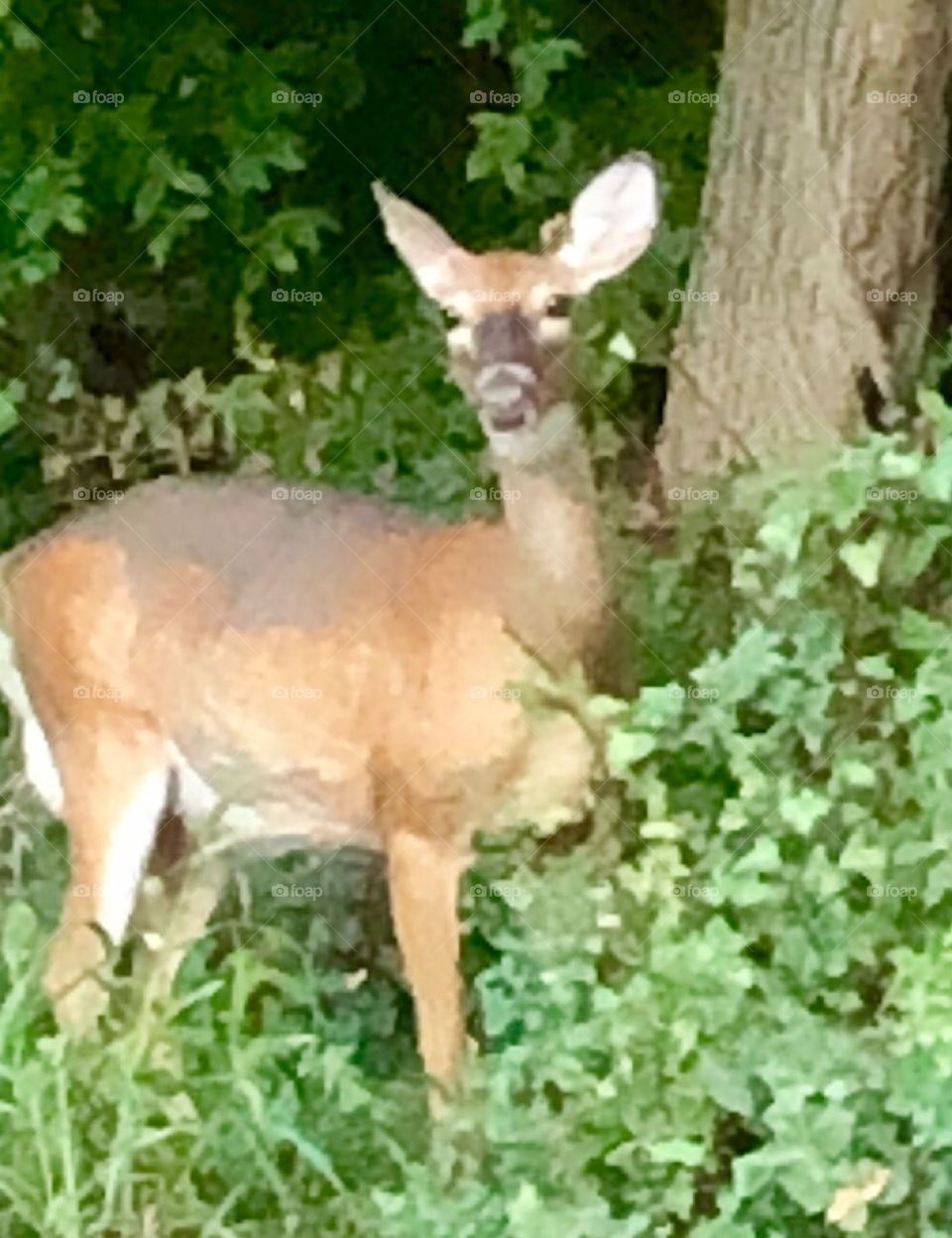 Beautiful deer looking up from her evening snacking in the woods 