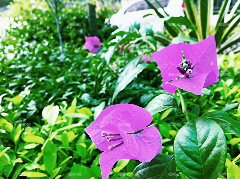 Bougainvillea