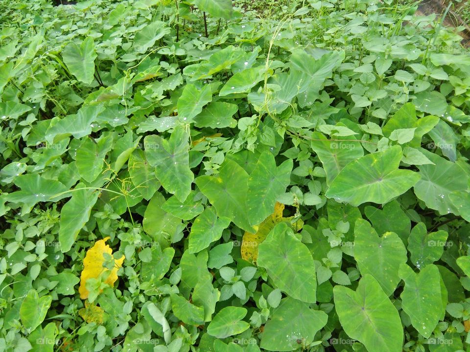vegetables leaf