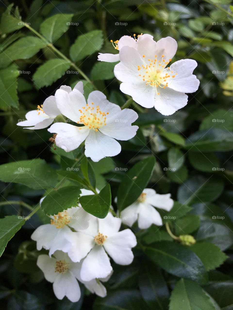 White blossoms 