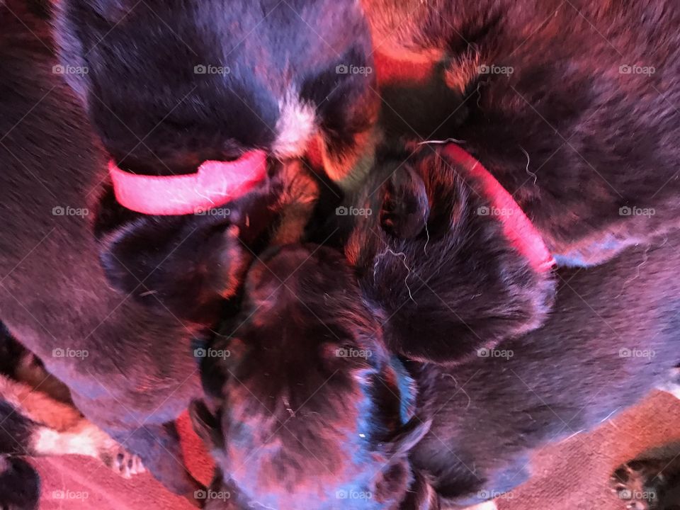New Born Puppies