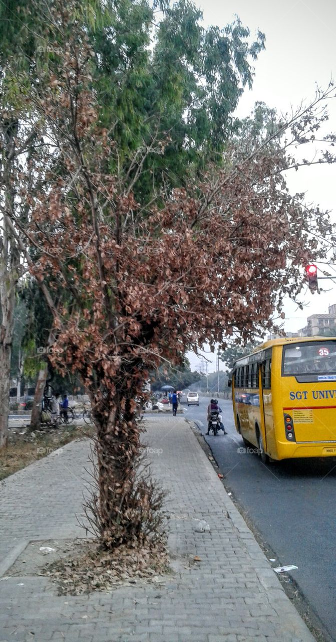 tree on road