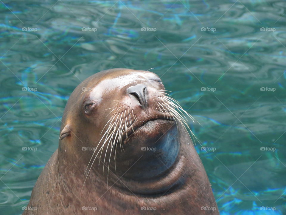 Sea Seal, Swimming, Water, Mammal, Wildlife
