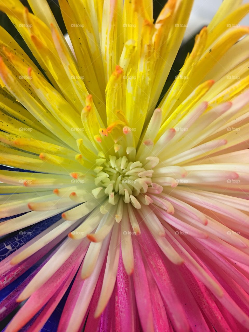 Center of Multi color flower 