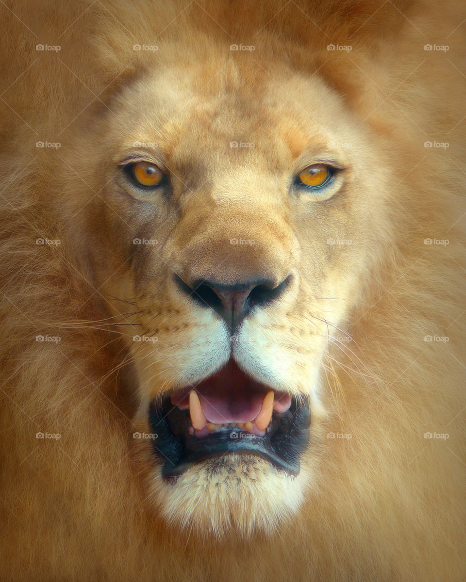 teeth cat animal eyes by abbydog