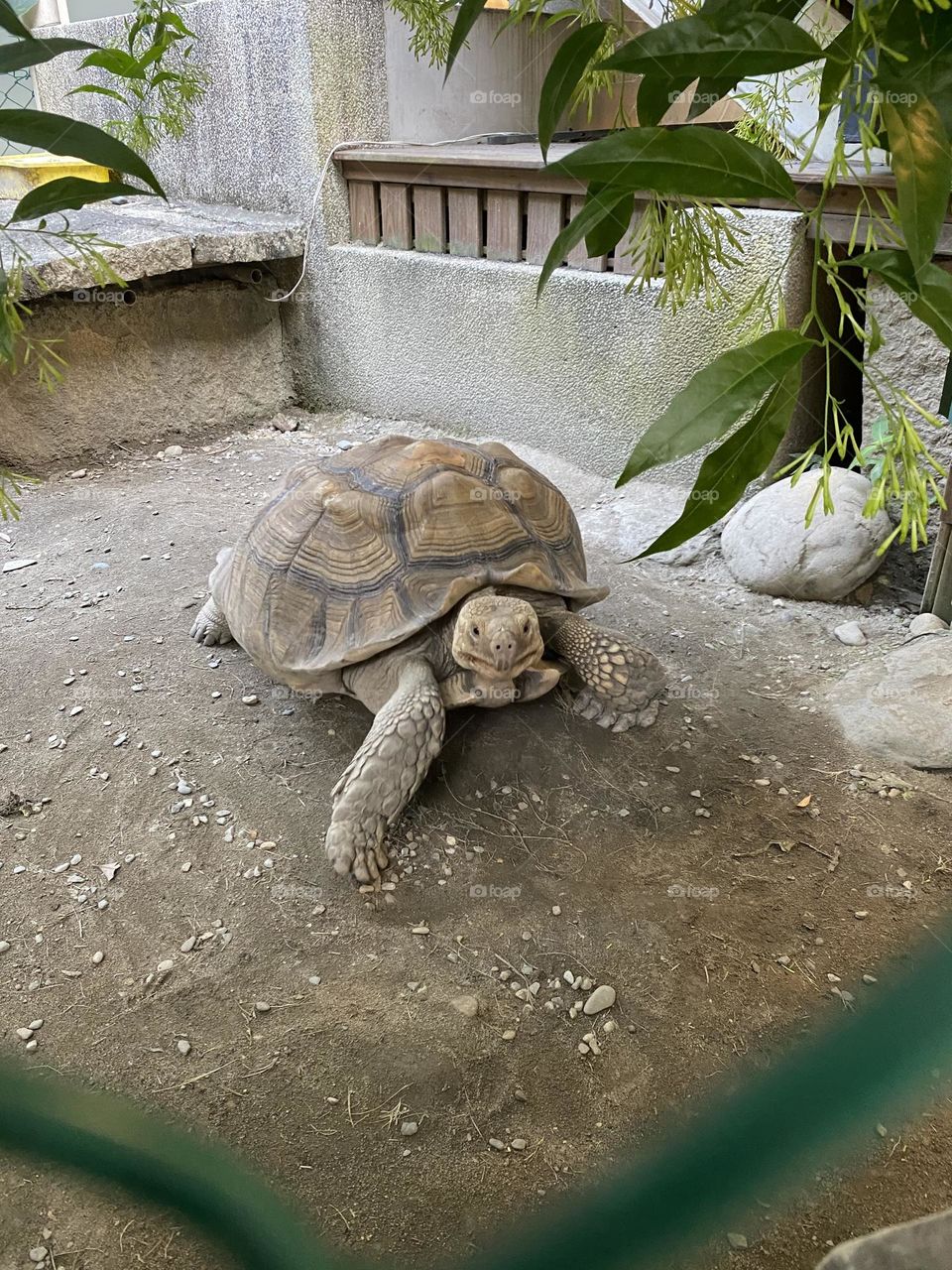 turtle