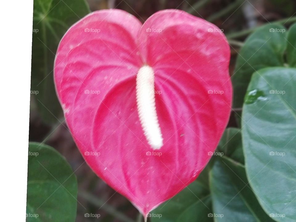 Anthurium flower