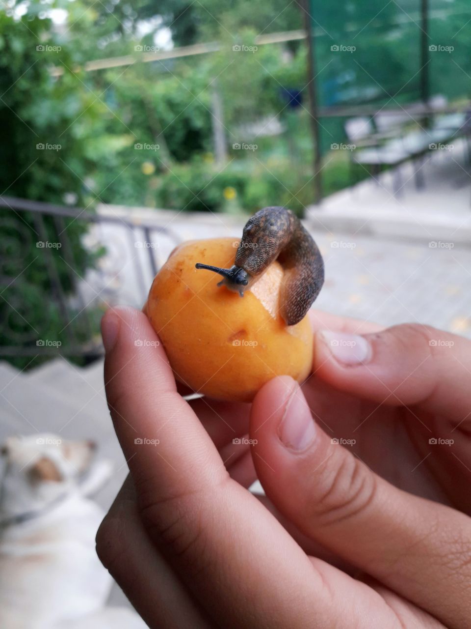 slug on apricot