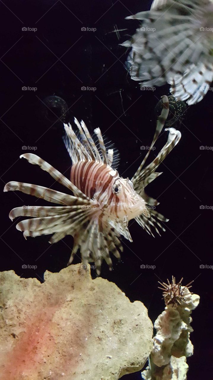 Lionfish