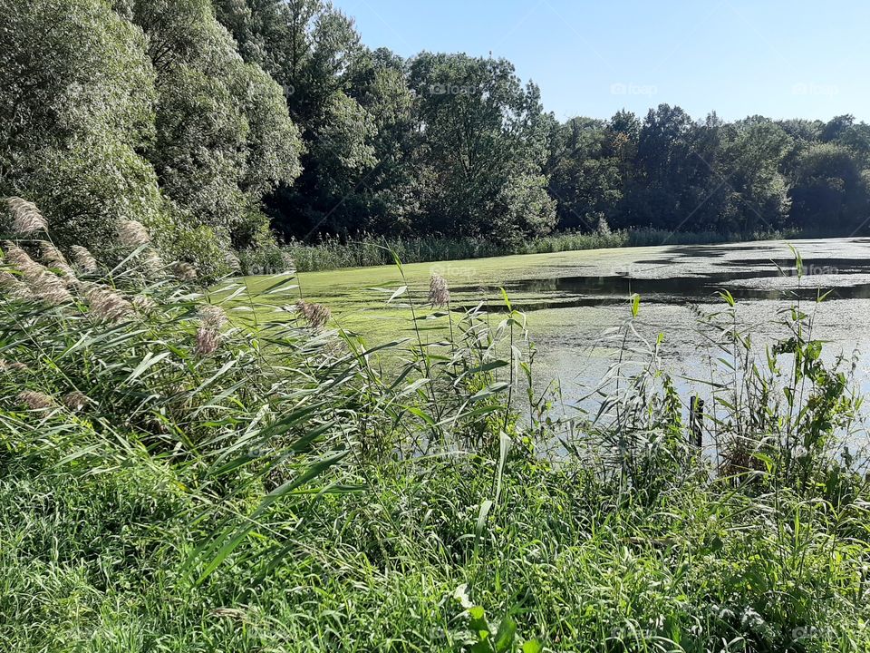 green landscape by the pond