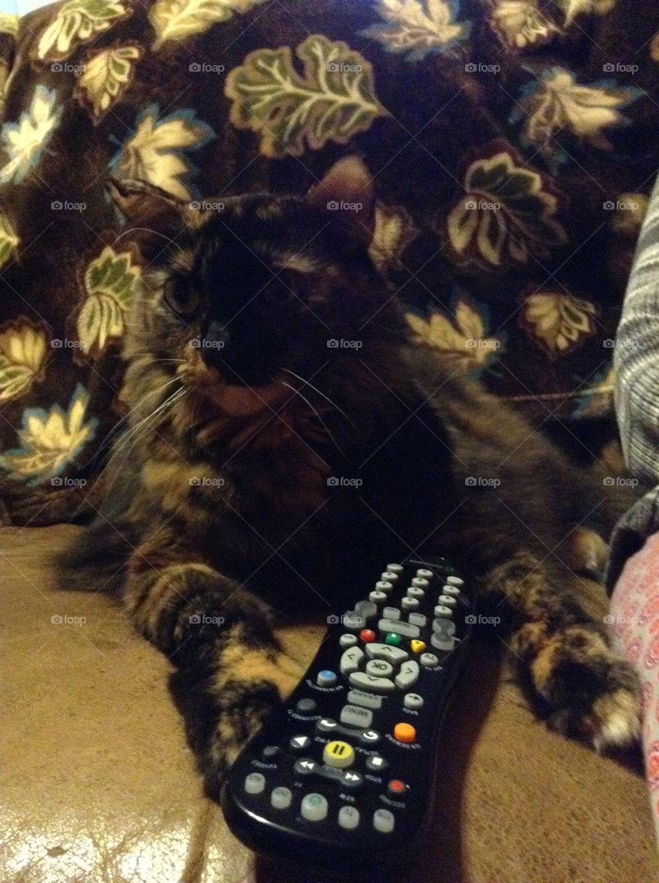 Cat with remote control