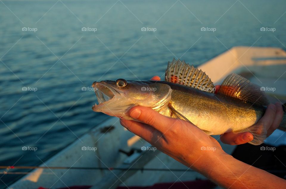 Hands holding up a caught zander.