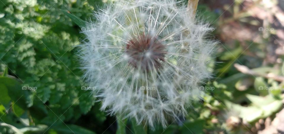dandelions