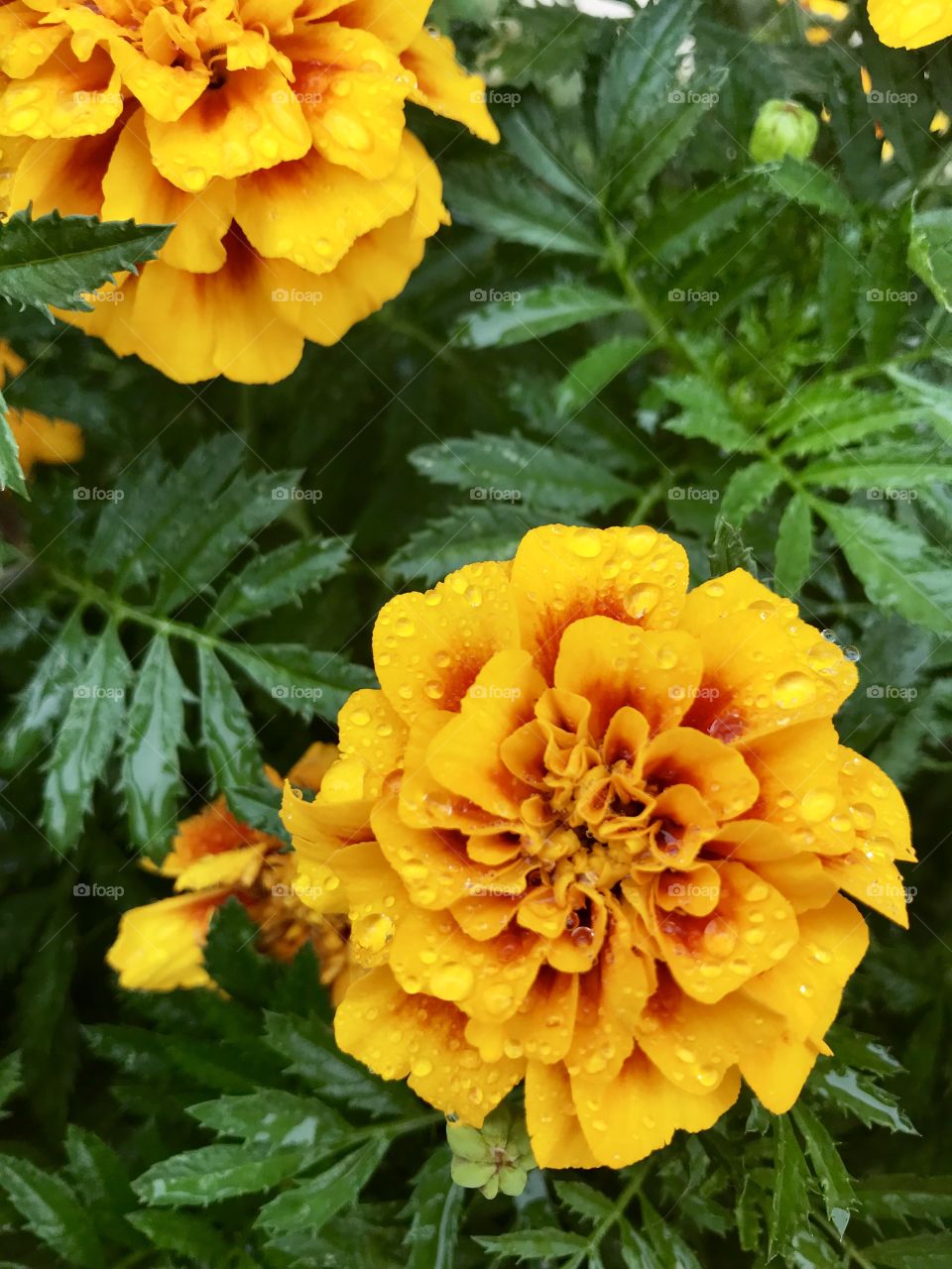 A beautiful flower covered in rain droplets. 