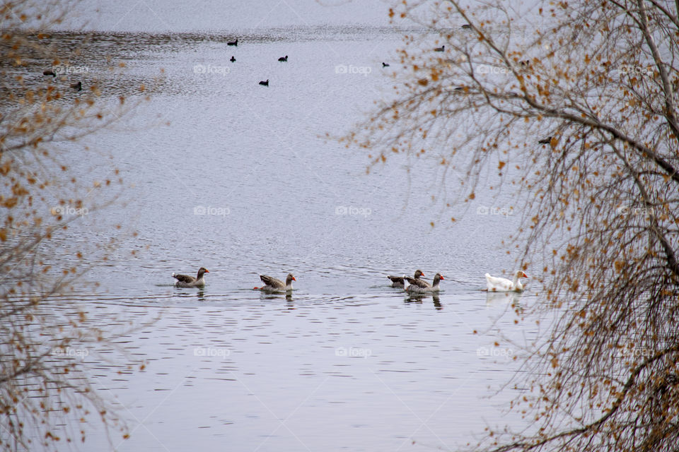 Fall- geese migration