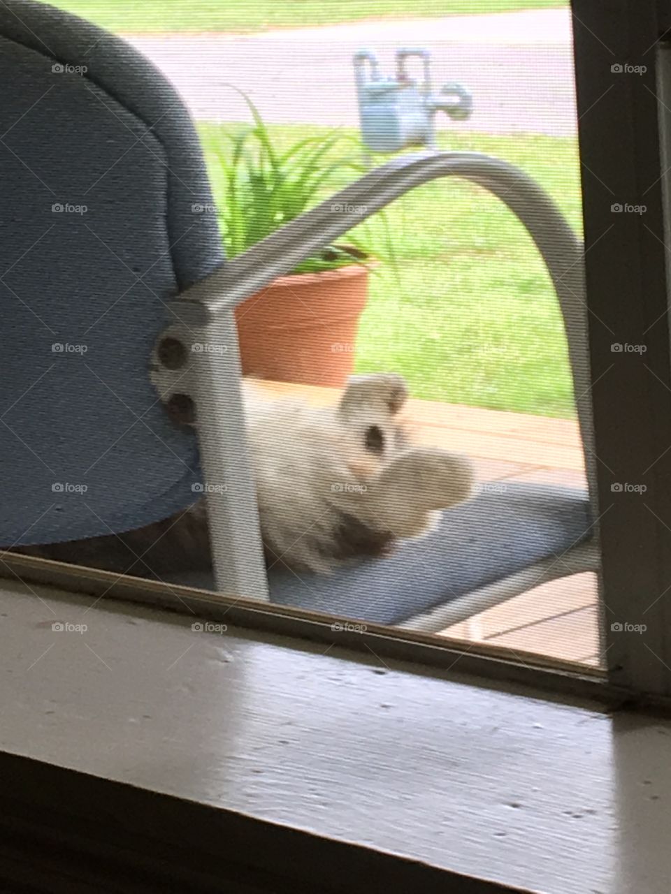 Looking through the screen at feet! Lying on an outside chair on deck being lazy.