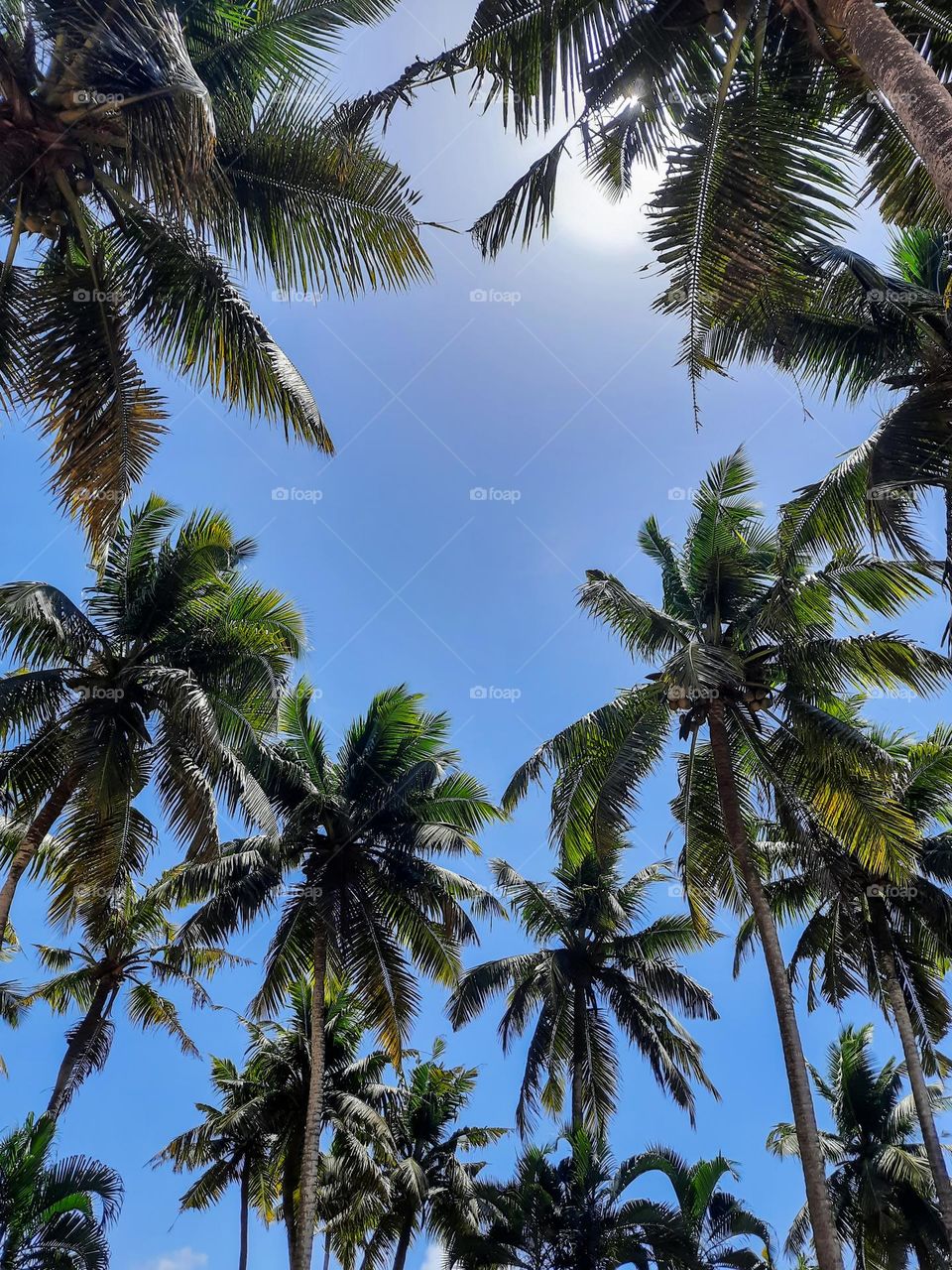 Coconut Tree Tops