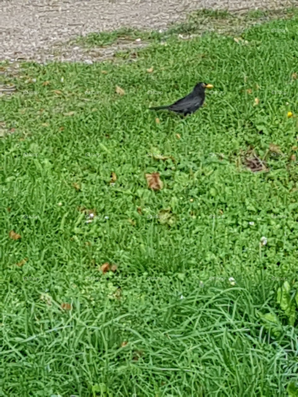 black bird on the ground