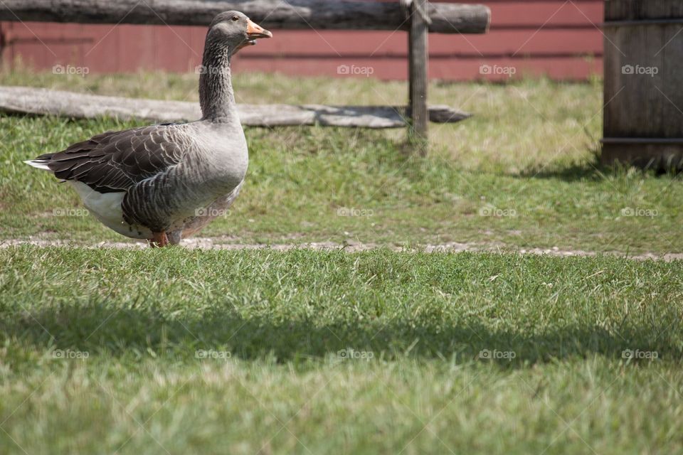 Goose walking on farm