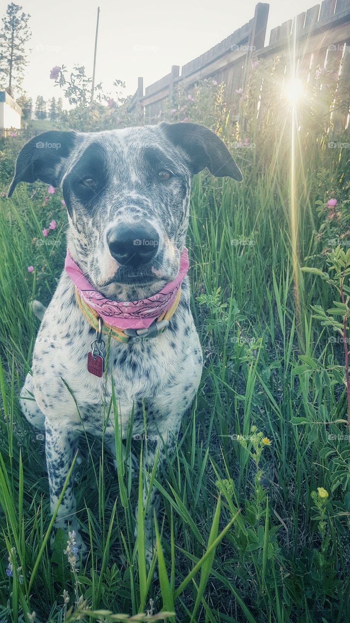 wild flowers and Molly