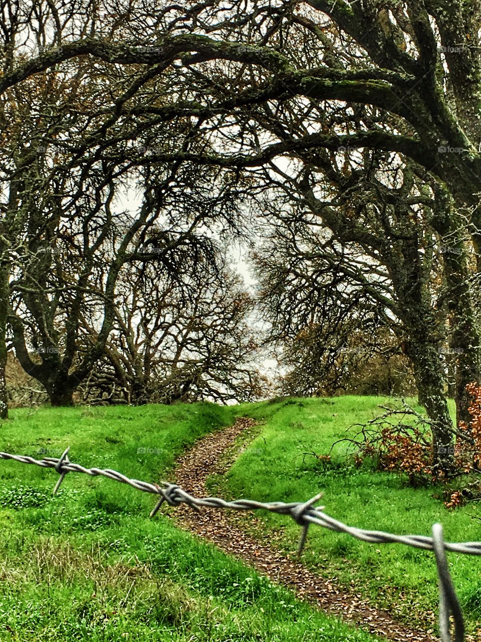 Barbed wire fence closing off  path through bare forest trees. 