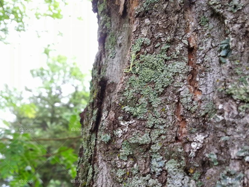 Preying Mantis Nymph