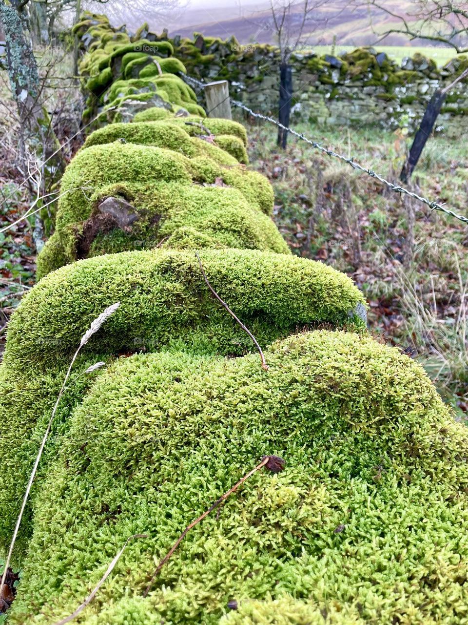 Interesting stone wall covered in green moss that caught my eye on todays walk in Weardale 💚