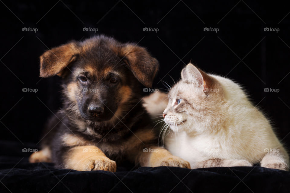 German shepherd puppy with neva masquerade cat on black background 