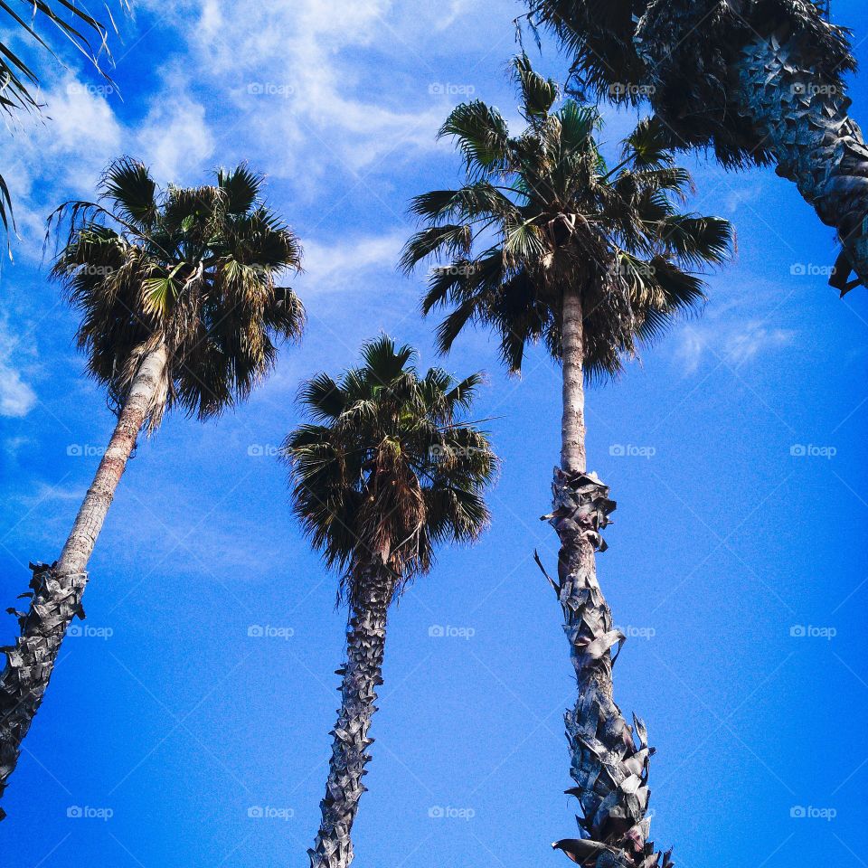 palm trees and blue sky cloude low angle