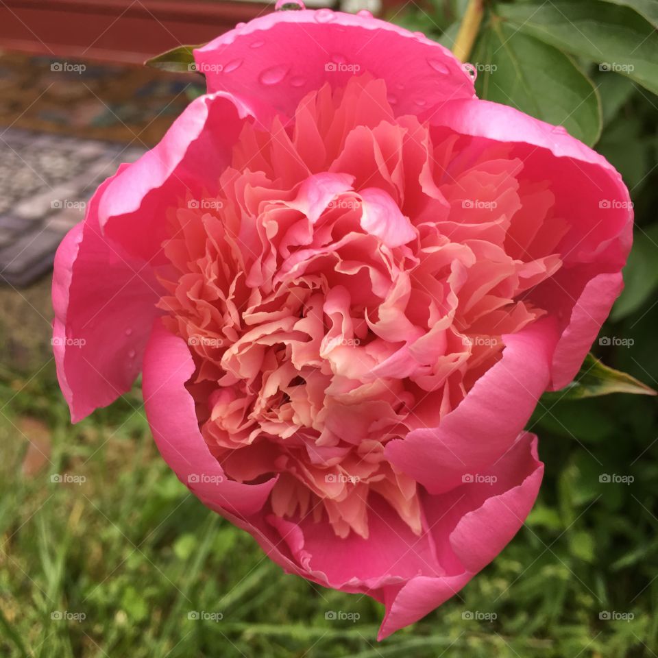Peony in the evening after rain