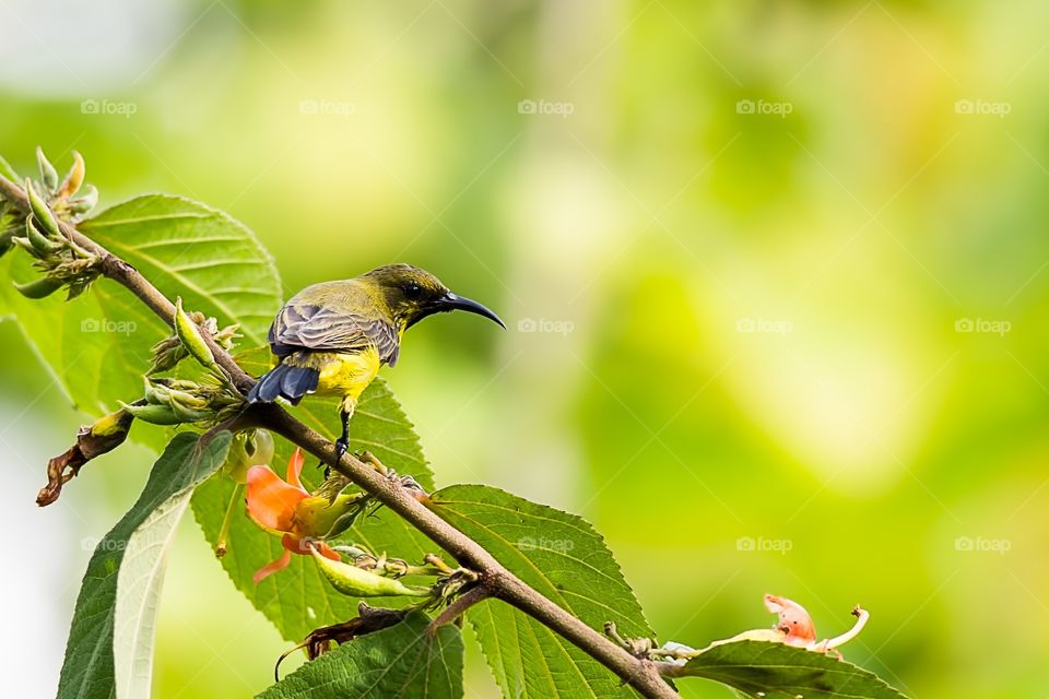 Olive-backed Sunbird 