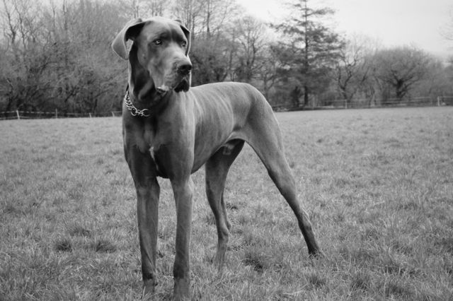 dog