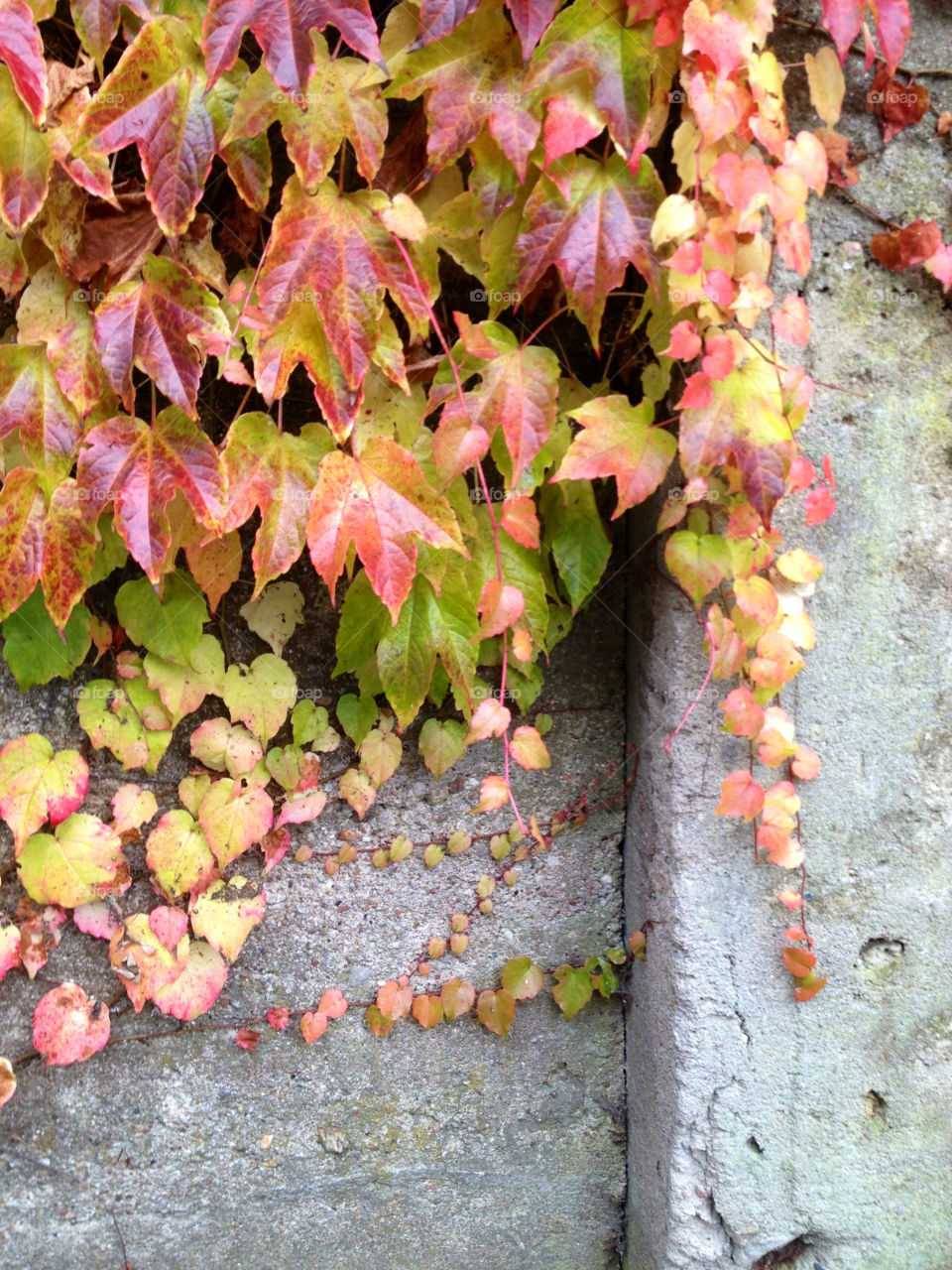 green red wall leaf by bubu