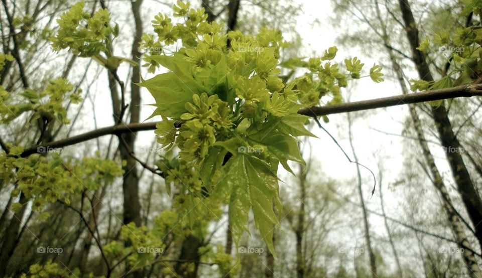 Nature, Tree, Leaf, Flora, Wood