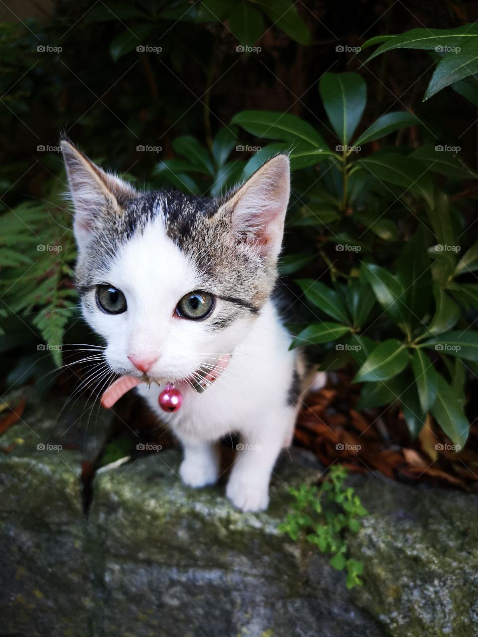 Small cute kitten