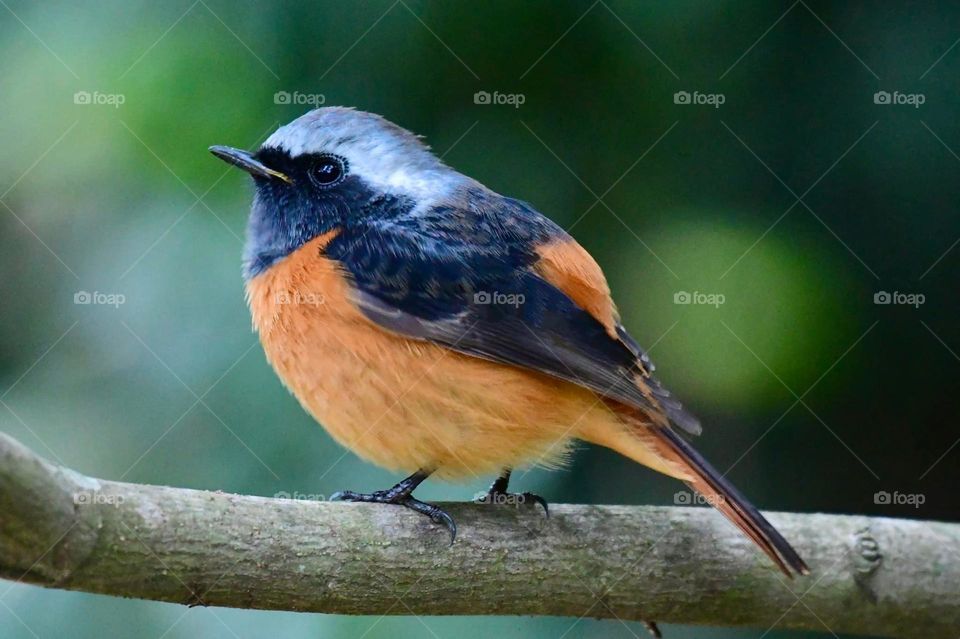 Beautiful and cute bird