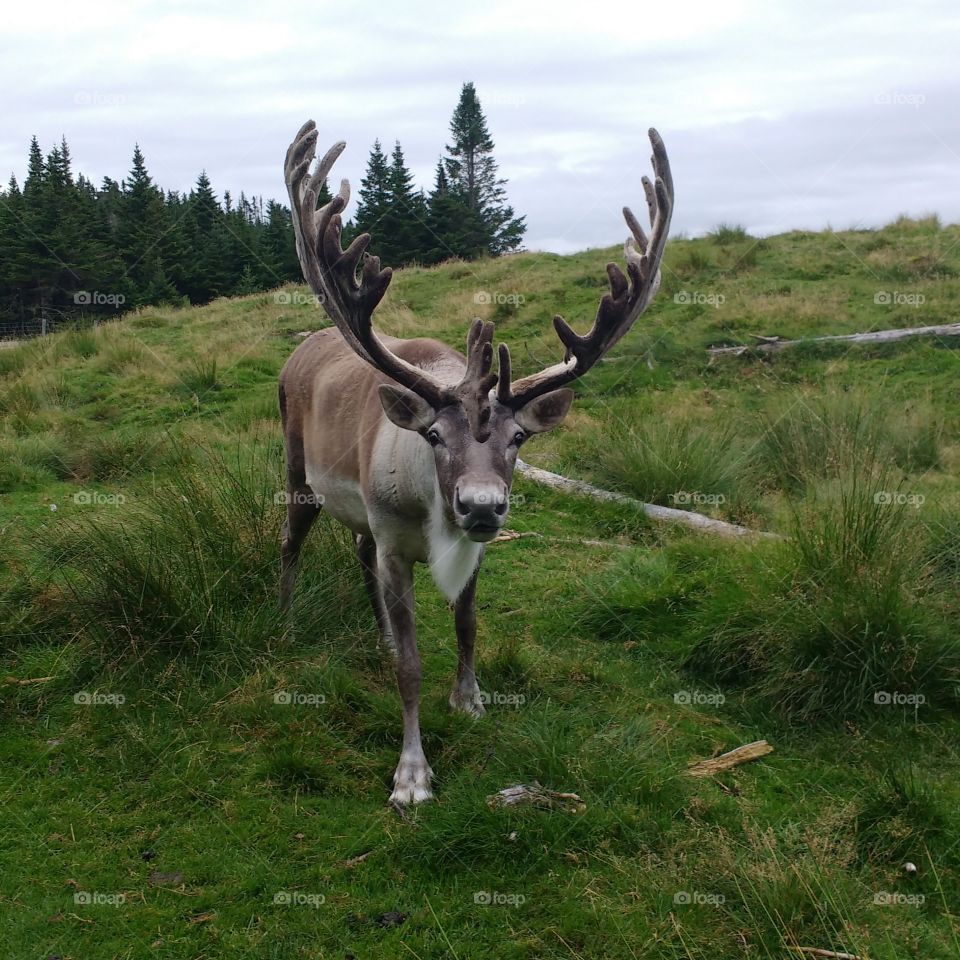 Caribou stag face on with big antlers