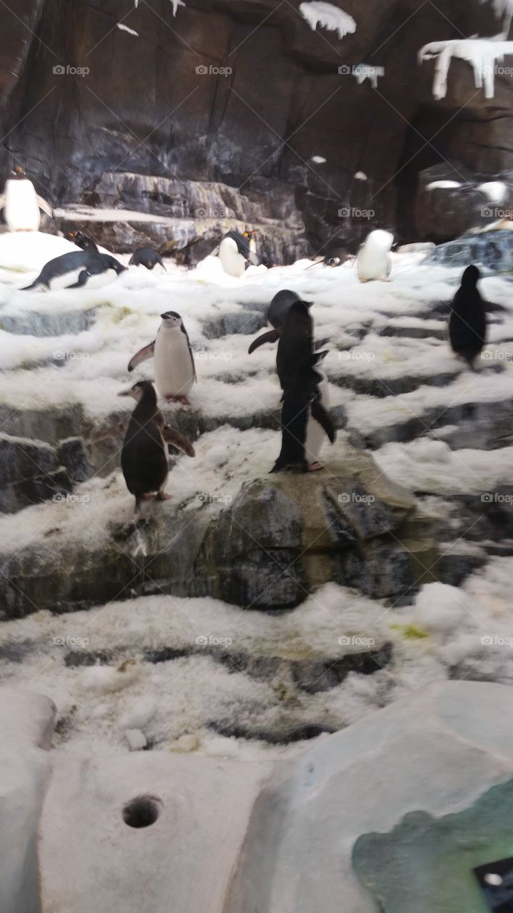 Penguins