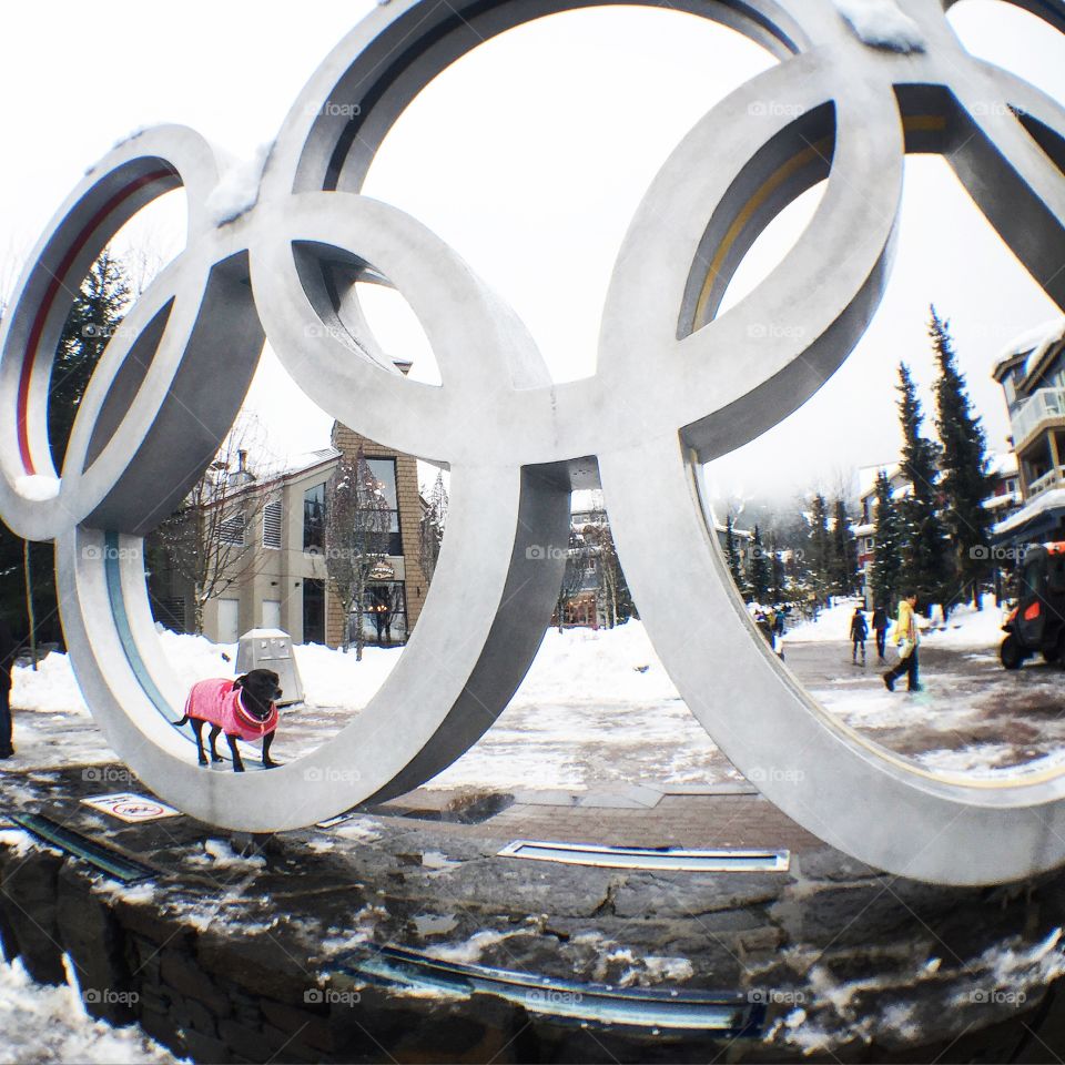 Olimpic rings at whistler, bc. Can you spot my dog?