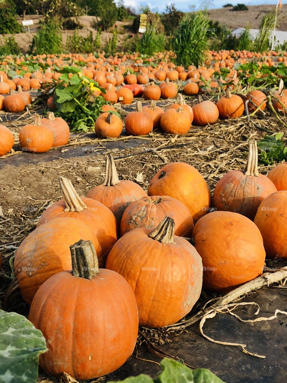 Patch of Pumpkins 