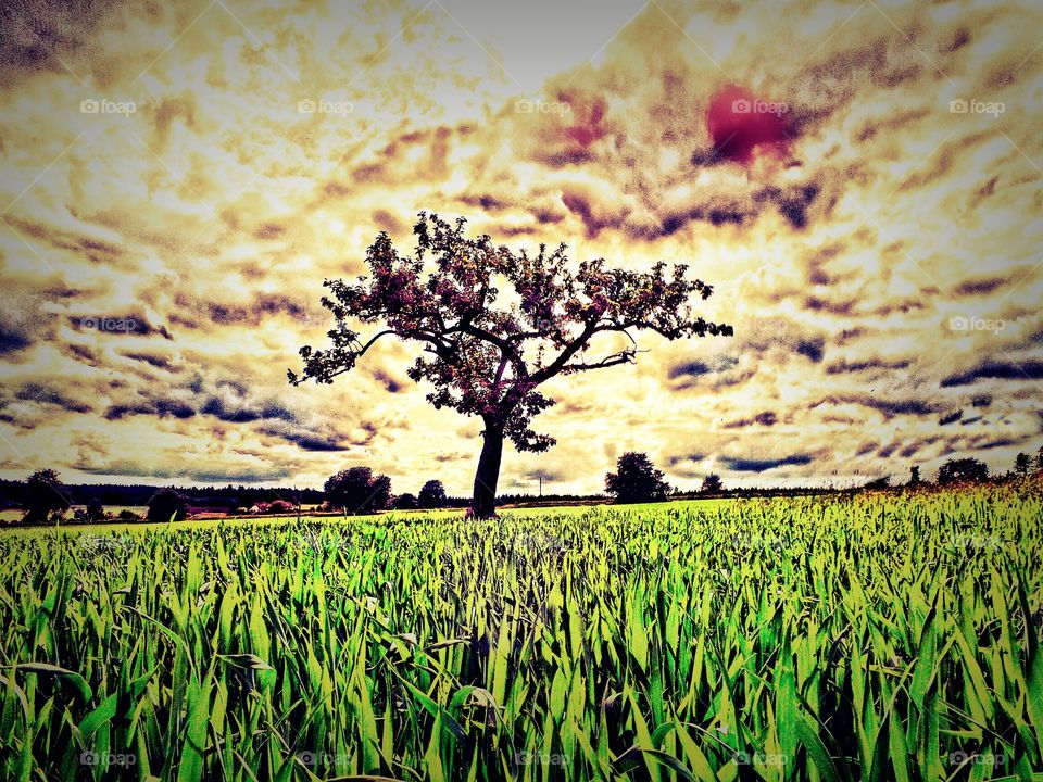 tree. a tree within a field
