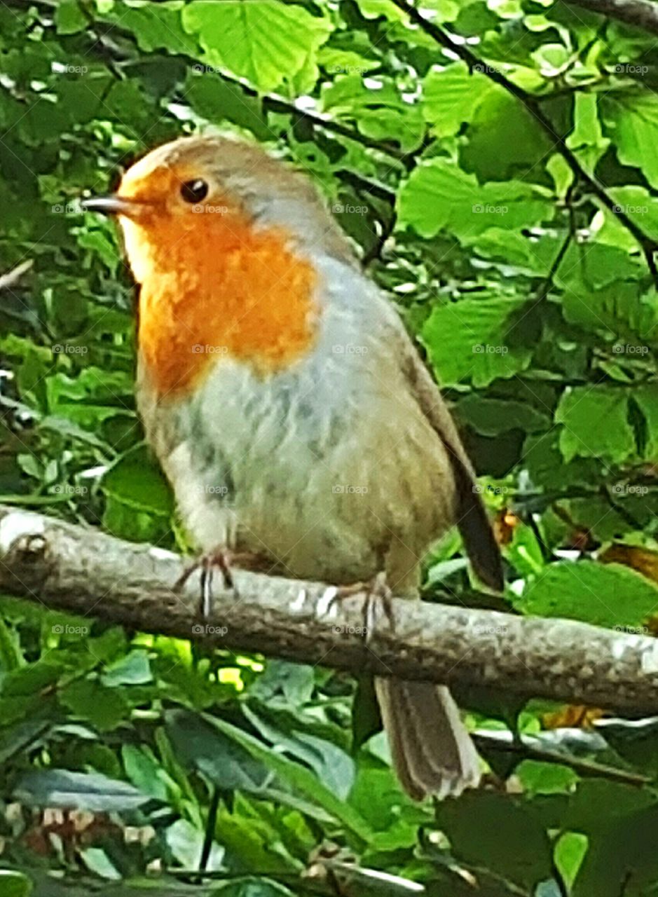 Robin