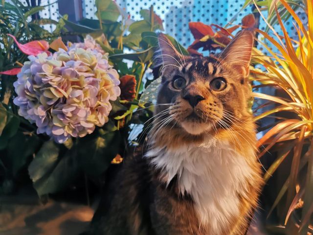 Lovely Cat