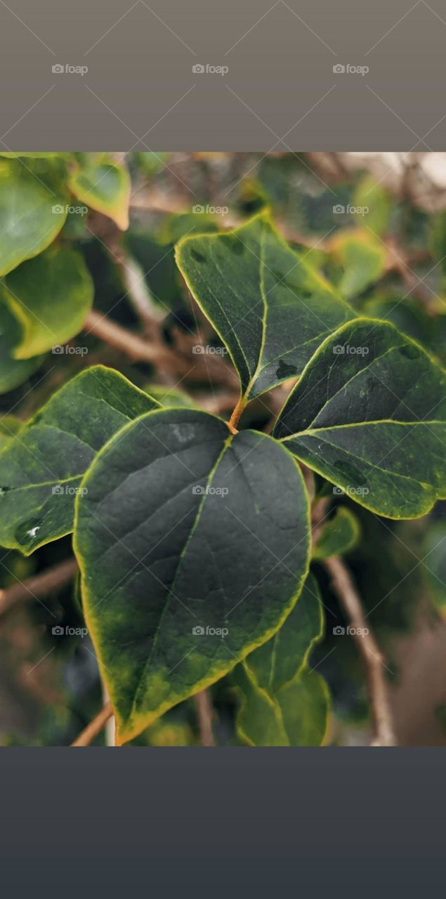 rainy leaves with a heart shaped leafs