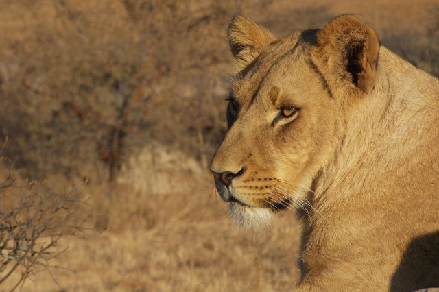 Close-up of lion