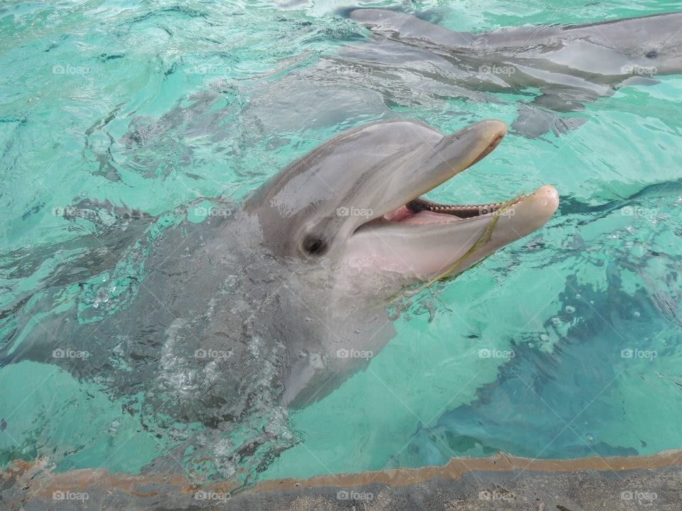 Dolphin at Play