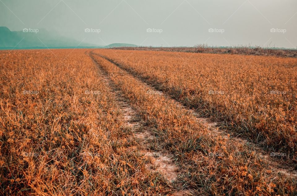 Caminhos traçados