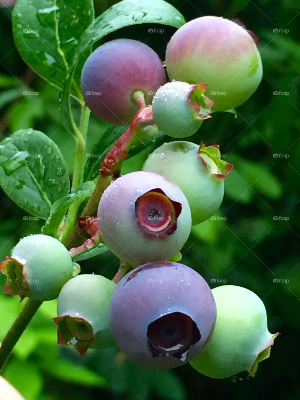 Fresh blueberry fruits on tree