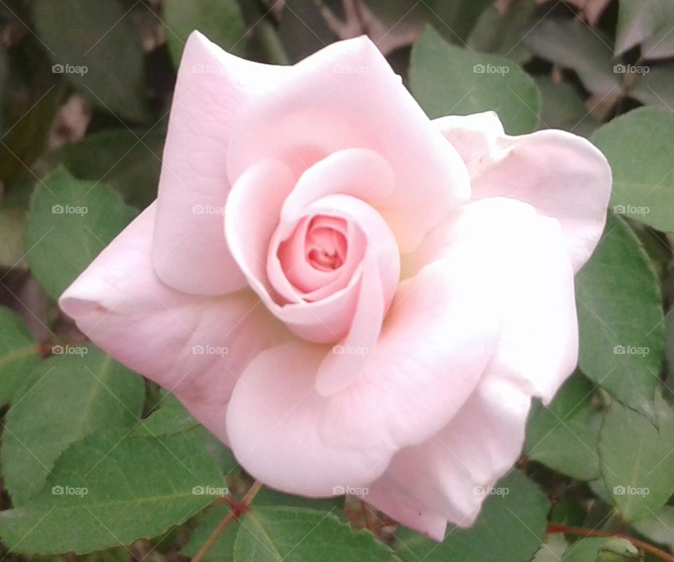 Light pink colour rose
