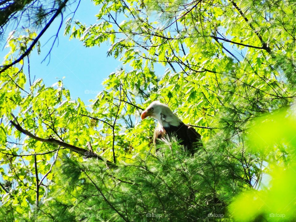 Eagle eye- guarding the nest. A Bald Eagle guards it's young in the nest above is head, ever alert for dangers. Meanwhile it's mate is off hunting.